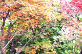 b03064̃[r[
