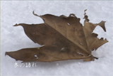 b03080̃[r[