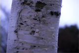 b03117̃[r[