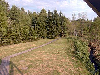 百メートル位の遊歩道(カッコーの鳴き声が)